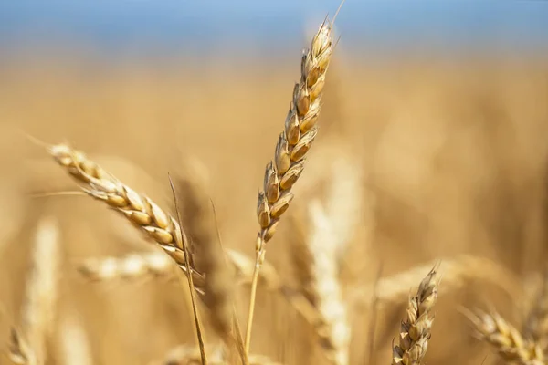 Kapalı Buğday Tarlası Yaz Tarım Manzarası — Stok fotoğraf
