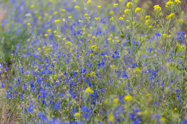 Closeup Beautiful Wild Blue Flowers Prairie Outdoor Natural Background — Stock Photo, Image