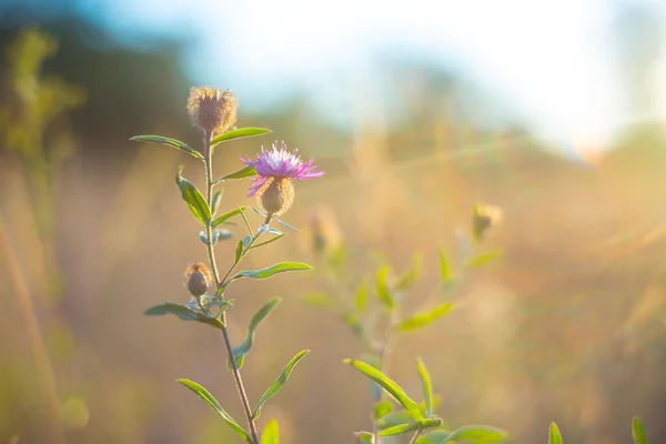 太陽の光の下で大草原の花を閉じ — ストック写真