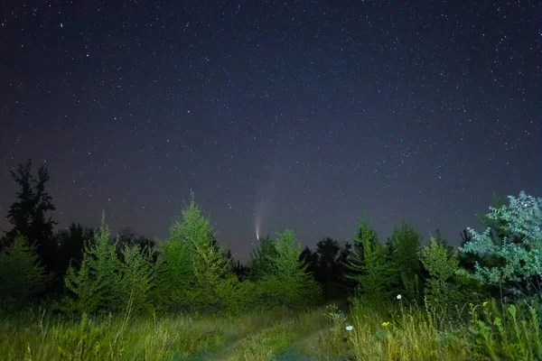 Cometa Neowise Céu Noturno Acima Uma Clareira Florestal Cena Livre — Fotografia de Stock