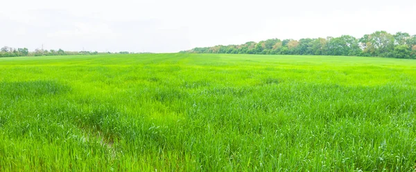 Красивое Широкое Летнее Зеленое Поле Сельское Хозяйство — стоковое фото