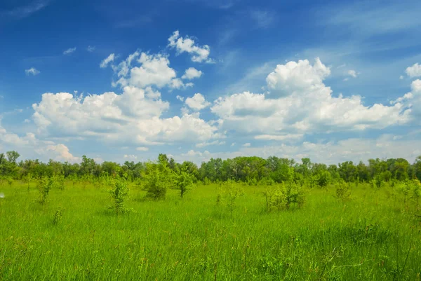 Verde Amplia Pradera Verano Bajo Cielo Nublado Denso — Foto de Stock