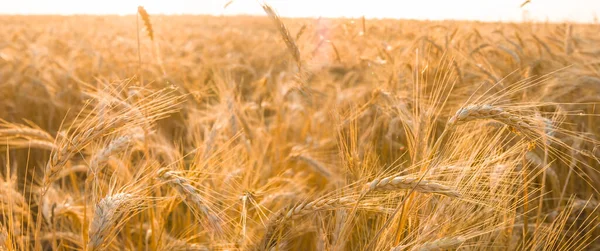 Крупным Планом Золотое Пшеничное Поле Летняя Сельскохозяйственная Сцена — стоковое фото