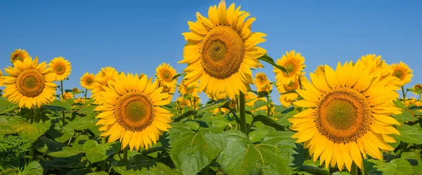 Primo Piano Campo Girasole Oro Sotto Cielo Blu — Foto Stock