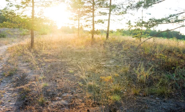 Clairière Coucher Soleil Scène Forêt Soir — Photo