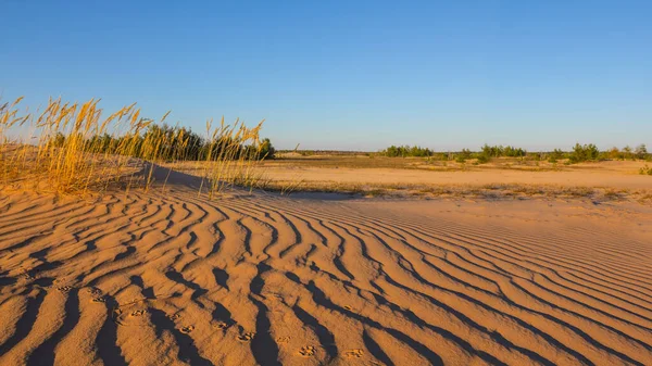 Ampio Deserto Sabbioso Sera All Aperto Sfondo Selvaggio — Foto Stock