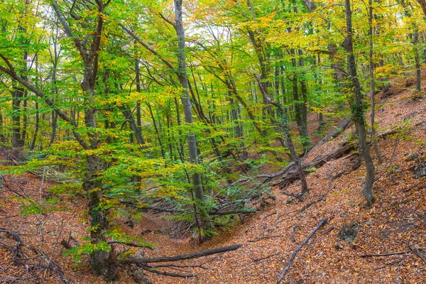 Сухой Горный Каньон Покрытый Сухими Листьями — стоковое фото