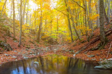 Ormanda küçük sessiz bir nehir, sonbahar açık hava manzarası