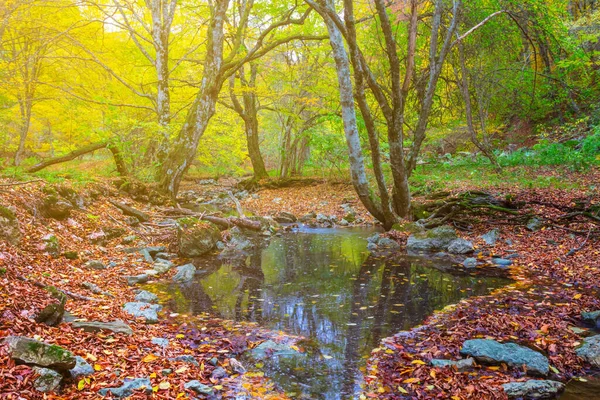 森林里的小河 秋天户外的风景 — 图库照片