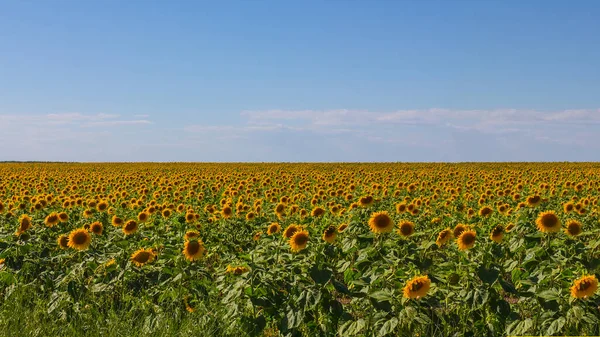 Closeup Golden Sunflower Field Blue Sky — Stock Photo, Image