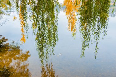 Sessiz bir gölün üzerinde ağaç dalları, sonbahar arka planı.