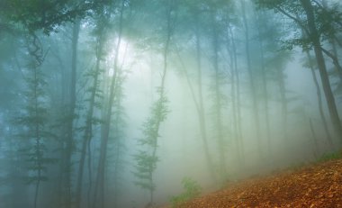 Sonbahar kayın ormanı sisli, güneş ışığı sisli ağaçların arasından geçiyor.
