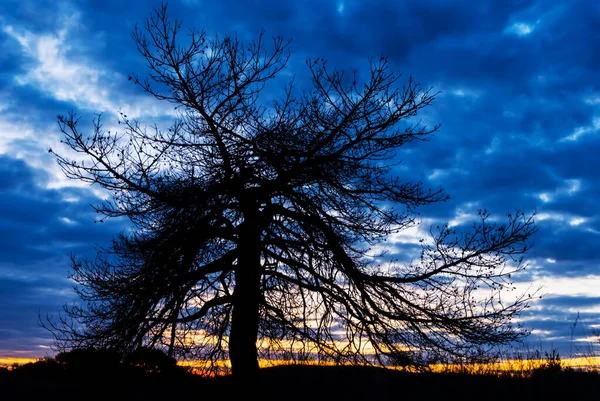 夕暮れ時の空を背景に一本の木のシルエットだけで — ストック写真