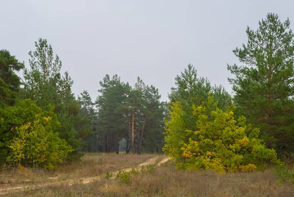 Jesienny Las Pod Gęstym Zachmurzonym Niebem — Zdjęcie stockowe