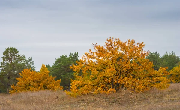 Autumn Oak Forest Densce Cloudy Sky — Stock Photo, Image