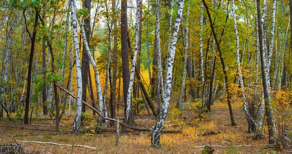 秋の白樺林の風景レッドフォレスト自然背景 — ストック写真