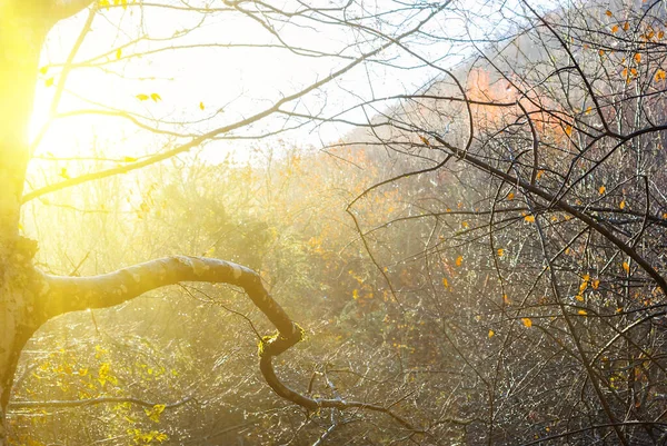 Close Árvore Seca Vermelha Uma Luz Sol Fundo Floresta Outono — Fotografia de Stock