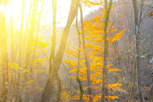 Closeup Red Dry Tree Light Sun Autumn Forest Background — Stock Photo, Image