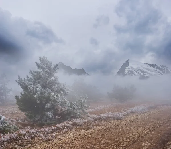 霧と密度の高い雲の中に松の森と山の高原 屋外旅行の背景 — ストック写真