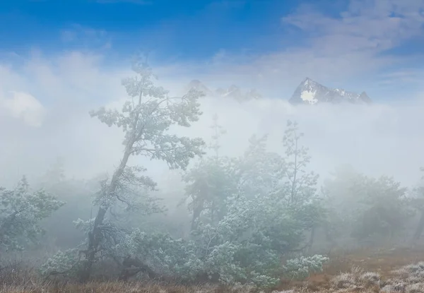 霧と密度の高い雲の中に松の森と山の高原 屋外旅行の背景 — ストック写真