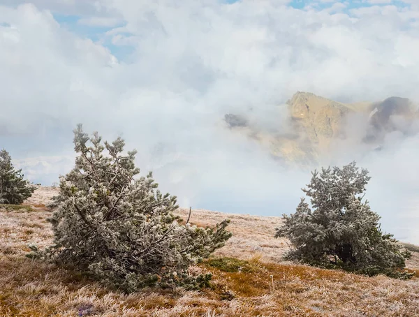 Bergplateau Mit Kiefernwald Nebel Und Dichten Wolken Reisehintergrund Freien — Stockfoto