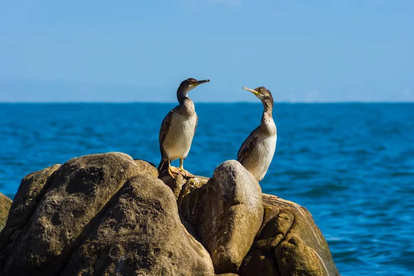 closeup sea bird sit on a heap of stones on a sea coast