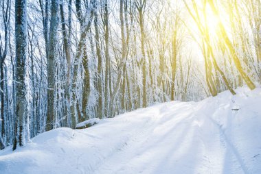 Kış karlı bir orman bir tepenin üzerinde güneş ışığında, güzel kış doğal arka plan