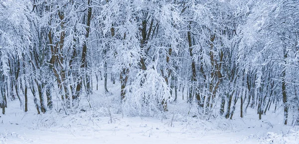 冬の自然を背景にした雪に覆われた冬の森 — ストック写真