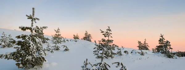 冬の雪に覆われた夜の坂の上の松林 — ストック写真
