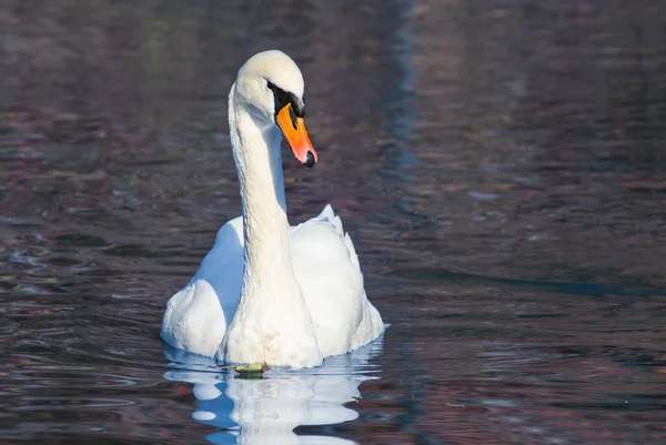 Primer Plano Cisne Blanco Nadar Lago Tranquilo Fondo Natural Aire —  Fotos de Stock