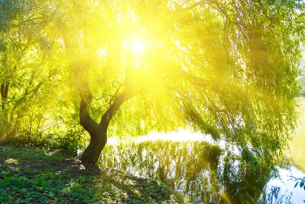 輝く太陽の光に照らされた湖畔の一本の木だけで — ストック写真