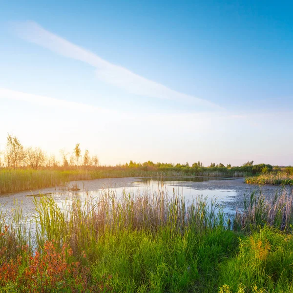 Petit Lac Prairie Coucher Soleil Fond Extérieur Soir Été — Photo