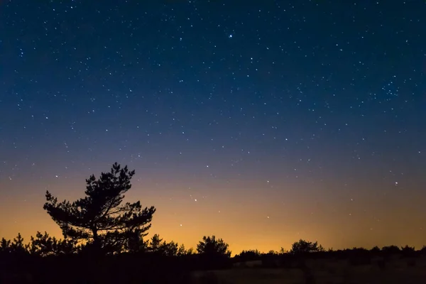 Yalnız Bir Çam Ağacı Silueti Yıldızlı Bir Gökyüzü Arka Planında — Stok fotoğraf