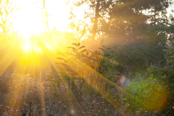 Primer Plano Bosque Brilla Una Luz Sol Brillante Mañana Hermoso —  Fotos de Stock