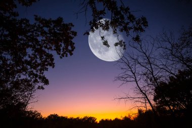 Ormanın siluetinin üzerindeki alacakaranlık gökyüzünde kocaman bir yarım ay, doğal fantezi arka planı.