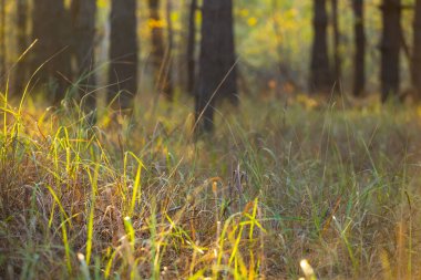 Ormana yakın bir açıklık, güneşli bir yer, güzel bir orman arka planı.