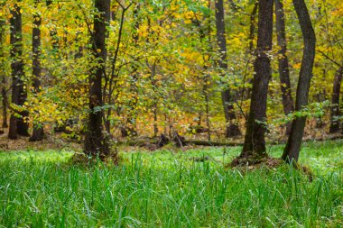 Parlak yeşil çimenleri ve doğal orman geçmişi olan güzel bir orman ormanı.