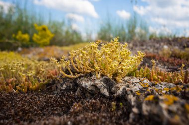 Eski büyük bir taşın üzerinde büyüyen liken çalısı.