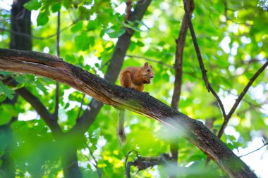 Küçük kırmızı sincap parktaki bir ağaç dalında oturuyor.