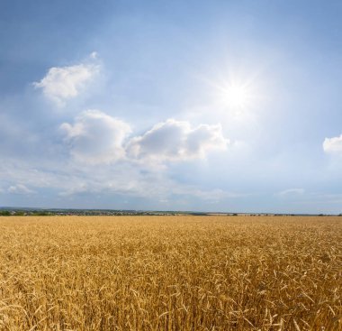 Işıl ışıl güneşin altındaki altın buğday tarlası, tarım manzarası