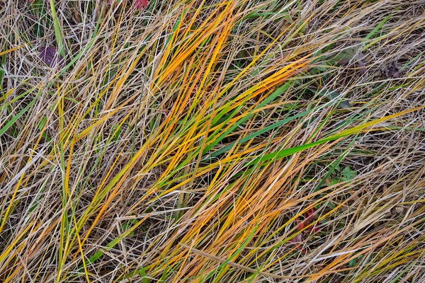 Closeup Varicoloured Grass Prairie Beautiful Outdoor Natural Background — Stock Photo, Image