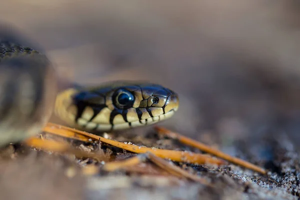 Κοντινό Φίδι Σέρνεται Στο Έδαφος — Φωτογραφία Αρχείου