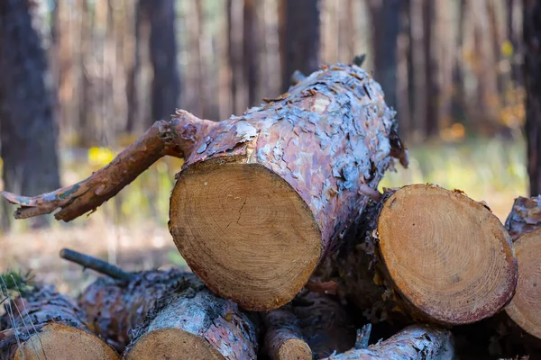 Closeup Pile Pine Tree Trunk Lie Forest Outdoor Lumber Background — Stock Photo, Image