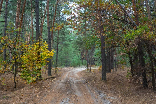 Sessiz Sonbahar Ormanı Boyunca Yer Yolu Doğal Arka Plan — Stok fotoğraf