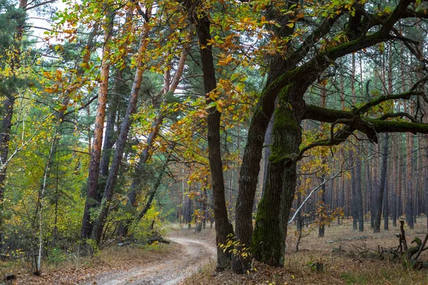 Droga Gruntowa Przez Spokojny Las Jesienny Zewnętrzne Naturalne Tło — Zdjęcie stockowe