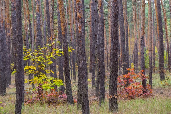 Bosque Pinos Otoño Paisaje Tranquilo — Foto de Stock