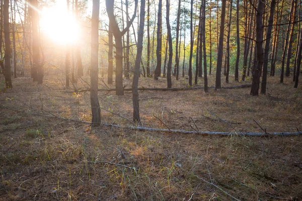 Çam Ağacı Ormanı Akşam Güneşinin Işığında Açılır — Stok fotoğraf