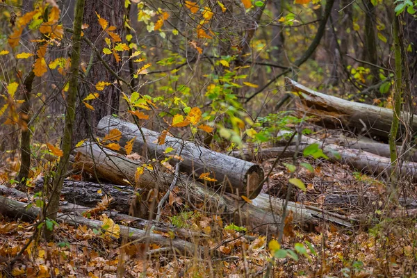 Купа Стовбура Соснового Дерева Лежить Лісі Відкритому Фоні Пиломатеріалів — стокове фото