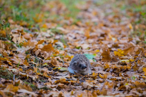 Closeup Little Hedgehog Swarming Dry Leaves Autumn Wild Animal Outdoor — Stock Photo, Image