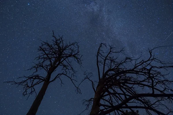 Silhouette Foresta Sotto Cielo Stellato Con Lattea Bella Notte Sfondo — Foto Stock